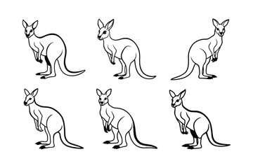 Red Kangaroo (Macropus rufus) animal design, labeled line art vector art illustration.