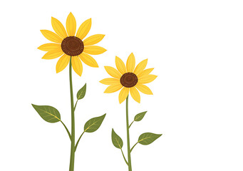 Fototapeta premium white sunflowers stand tall bright yellow petals clean white