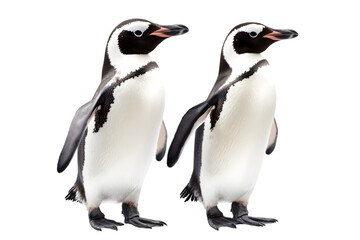 Fototapeta premium A pair of penguins waddling side by side on a white surface. Transparent background