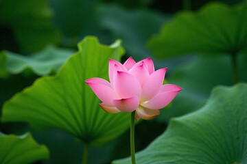 Obraz premium Single pink lotus flower in bloom against green leaf background