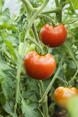 Freshly ripened tomatoes growing in a garden