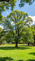 Majestic oak tree in arboretum under midday sun, nature's grandeur