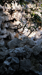 Cat lying on a rock