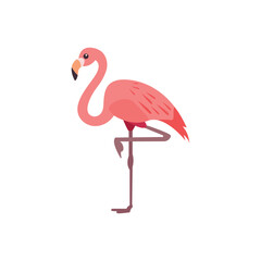 flamingo bird animal vector illustration