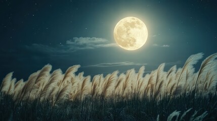Fototapeta premium Full moon and Japanese pampas grass in midnight,The harvest Miscanthus sinensis and full moon,beautiful night sky in the countryside with the perfect moon exudes beauty in the dark.