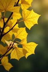 Obraz premium Yellowish ginkgo biloba leaves tangled in twigs, plant, autumn