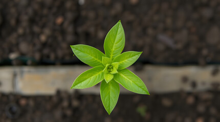 growing green sprout from a top-down perspective | generative AI