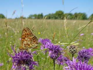 Sommerwiese mit Schmetterling