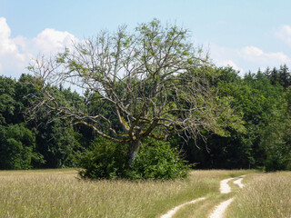Magischer Baum 