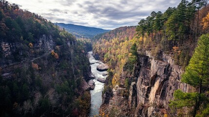 Nature's Majesty: A Scenic Hike Through A Gorgeous Forest