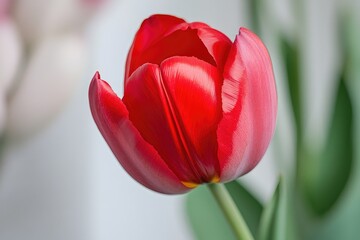 Naklejka premium A close-up shot of a red flower sitting in a vase, perfect for decorative purposes or as a symbol