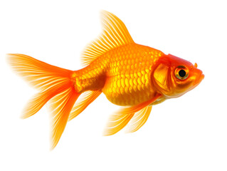 A bright orange goldfish swimming in clear water, its fins flowing gracefully. Transparent background


