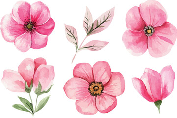 pink and white flowers