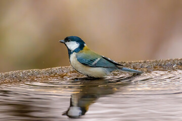 Bird: Japanese Tit