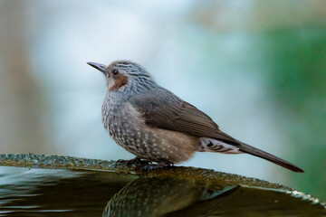 Bird: Brown-eared bulbul