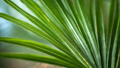 Abstract background of green palm leaves, branches. Tropical foliage wallpaper for desktop, covers, templates