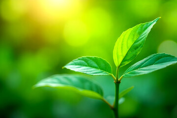 Close up of nature view green leaf on blurred greenery background under sunlight with bokeh and copy space using as background natural plants landscape, ecology wallpaper or cover concept. 