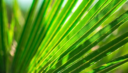 Abstract background of green palm leaves, branches. Tropical foliage wallpaper for desktop, covers, templates