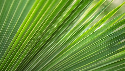 Fototapeta premium Abstract background of green palm leaves, branches. Tropical foliage wallpaper for desktop, covers, templates