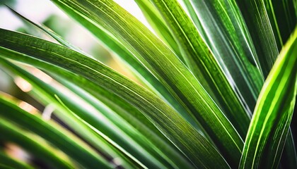 Abstract background of green palm leaves, branches. Tropical foliage wallpaper for desktop, covers, templates