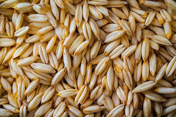 Uncooked wheat grains, yellowish in color, piled high in a close-up shot