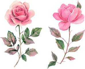 Fototapeta premium set of pink roses