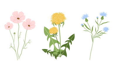 Spring flowers set. Cosmos flower, Dandelion, Cornflower. Vector flat illustrations. Easter, Spring, Summer flowers