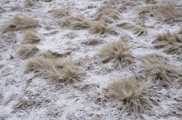 Grass in the snow and snow