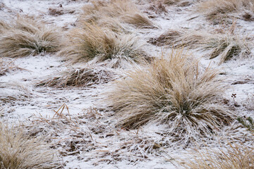 Grass in the snow and snow
