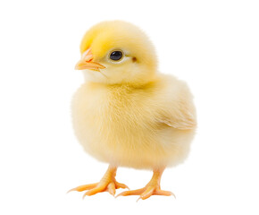 Obraz premium A cute baby chick with fluffy yellow feathers, peeking from under its wings. Transparent background