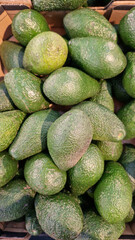 Ripe avocados for sale in a supermarket. Avocado fruits close-up with selective focus. Heaps of tasty and healthy avocado fruits for sale in a store. Variety of fresh produce