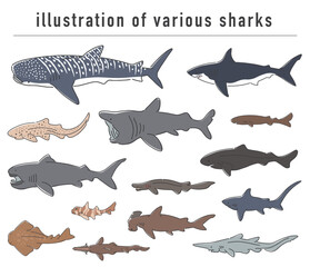 サメの仲間の手描きイラストセット