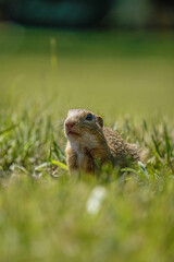 Ziesel sitzt in einer Wiese