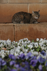 Katze sitzt auf dösend auf einer Mauer