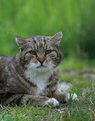 Alte Katze sitzt in der Wiese
