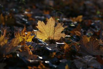 Herbstblätter im Wald, Ahornblatt von Sonne beschienen