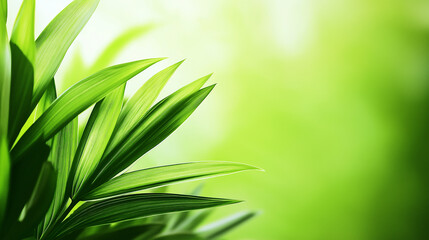 Fototapeta premium Close-up of fresh green palm leaves with bright natural background perfect for eco-friendly designs, tropical themes, and wellness branding