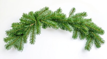 A single branch from a Christmas tree on a white background, ready for decoration