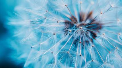 Obraz premium Close-up of delicate dandelion seeds with soft blue background perfect for wellness branding, inspirational designs, and nature-themed concepts