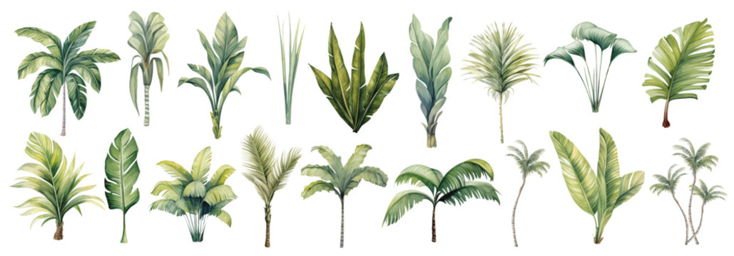 Watercolor set tropical leaves and palm trees - botanical illustration for nature and decor