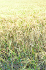 Field of tall, dry grass with a bright yellow sun in the background