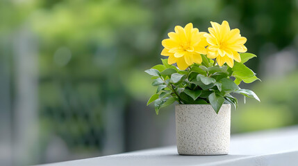 Fototapeta premium Yellow flowers in pot, balcony, garden background, home decor