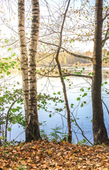 Obraz premium Beautiful scene of a lake with trees in the background