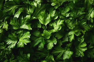 A close-up photo of a bunch of green leaves
