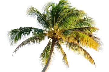 Serene Tropical Paradise: Isolated Palm Tree, Perfect for Summer Designs, Vacation Themed Projects, Travel Brochures, Website Banners, Tropical Backgrounds, Holiday Decorations, Summertime  