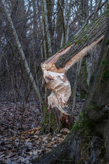 half fallen tree left by a beaver in a forest