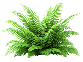 Lush green fern plant with rich foliage for natural aesthetics.