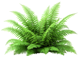 Lush green fern plant with rich foliage for natural aesthetics.