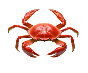 A bright red crab with pincers raised, resting on a white surface. Transparent background


