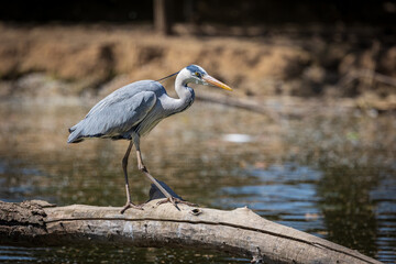 Airone cenerino (ardea cinerea)
